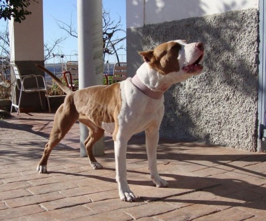 Zeron´s pit bull fara